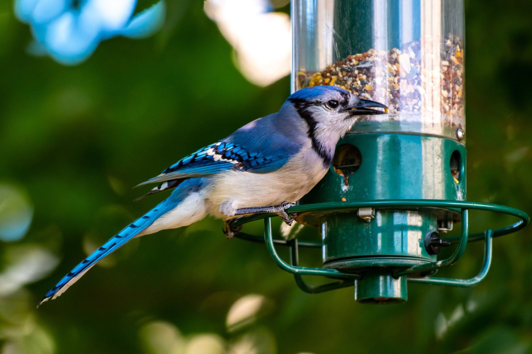 Bird feeder